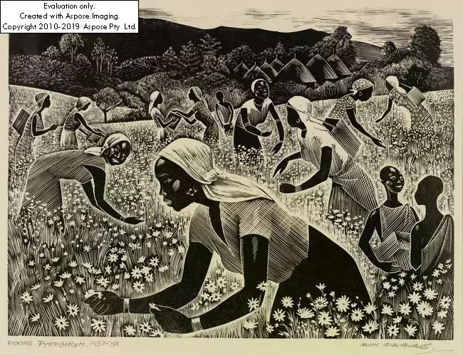 Artwork by Iain MacNab, Picking Pyrethrum, Made of woodcut