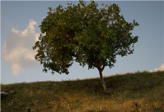 David Claerbout: Birdsong - Galerie Greta Meert