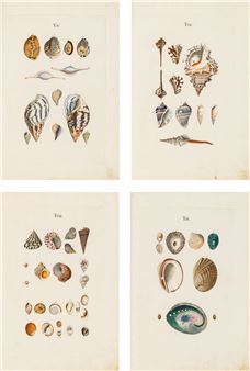 Prodromus in systema historicum testaceorum. Vorschmack einer vollständingen systematischen Geschichte der Schalthiergehäuse - Joachim Johann Nepomuk Spalowsky