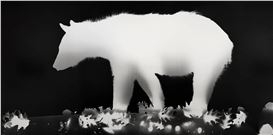 Animalograms: Zana Briski's Camera-Less Photographs of Animals in the Wild