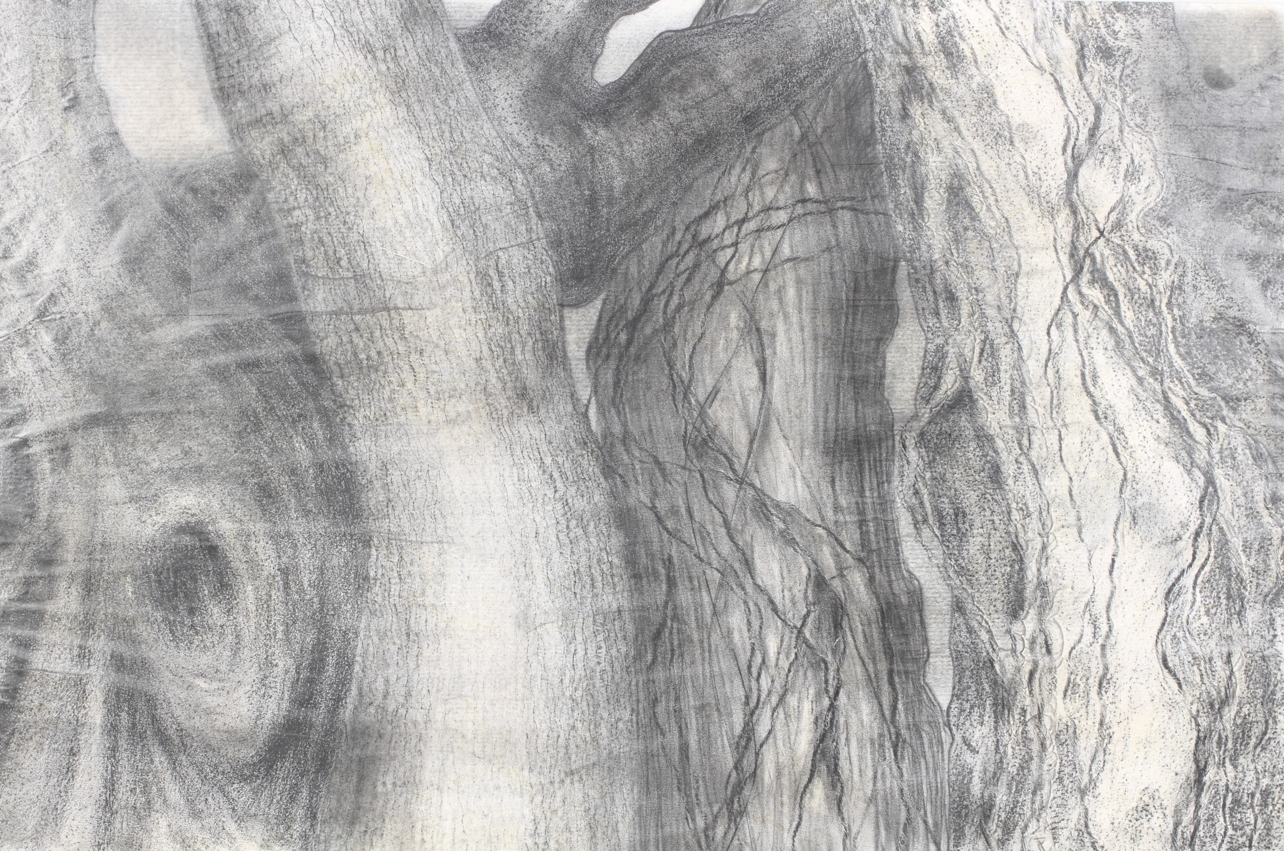 Costas Mikellides | ' Australian Tree' | MutualArt