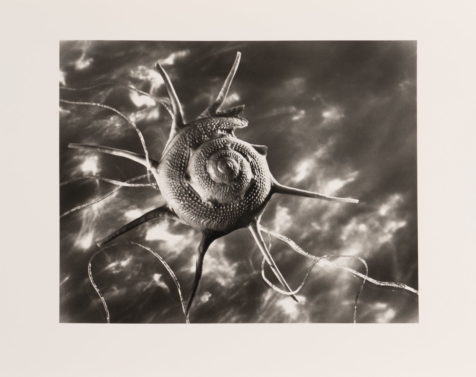 Ruth Bernhard | Starshell (1943) | MutualArt
