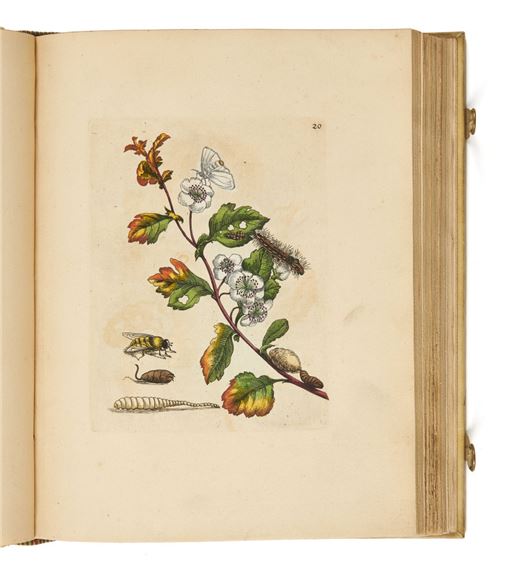 Erucarum ortus, alimentum et paradoxa metamorphosis. by Maria Sibylla Merian, 1683