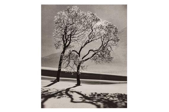 TREES IN SNOW, NEAR ST MORITZ, SWITZERLAND by Alfred Eisenstaedt, 1947