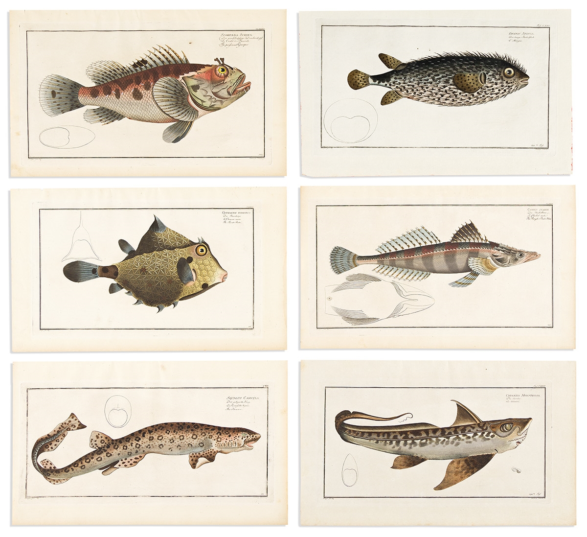(FISH.) Marcus Elieser Bloch. Group of 6 hand-colored engraved plates from Bloch's Ichthyologie. by Marcus Elieser Bloch, circa 1790