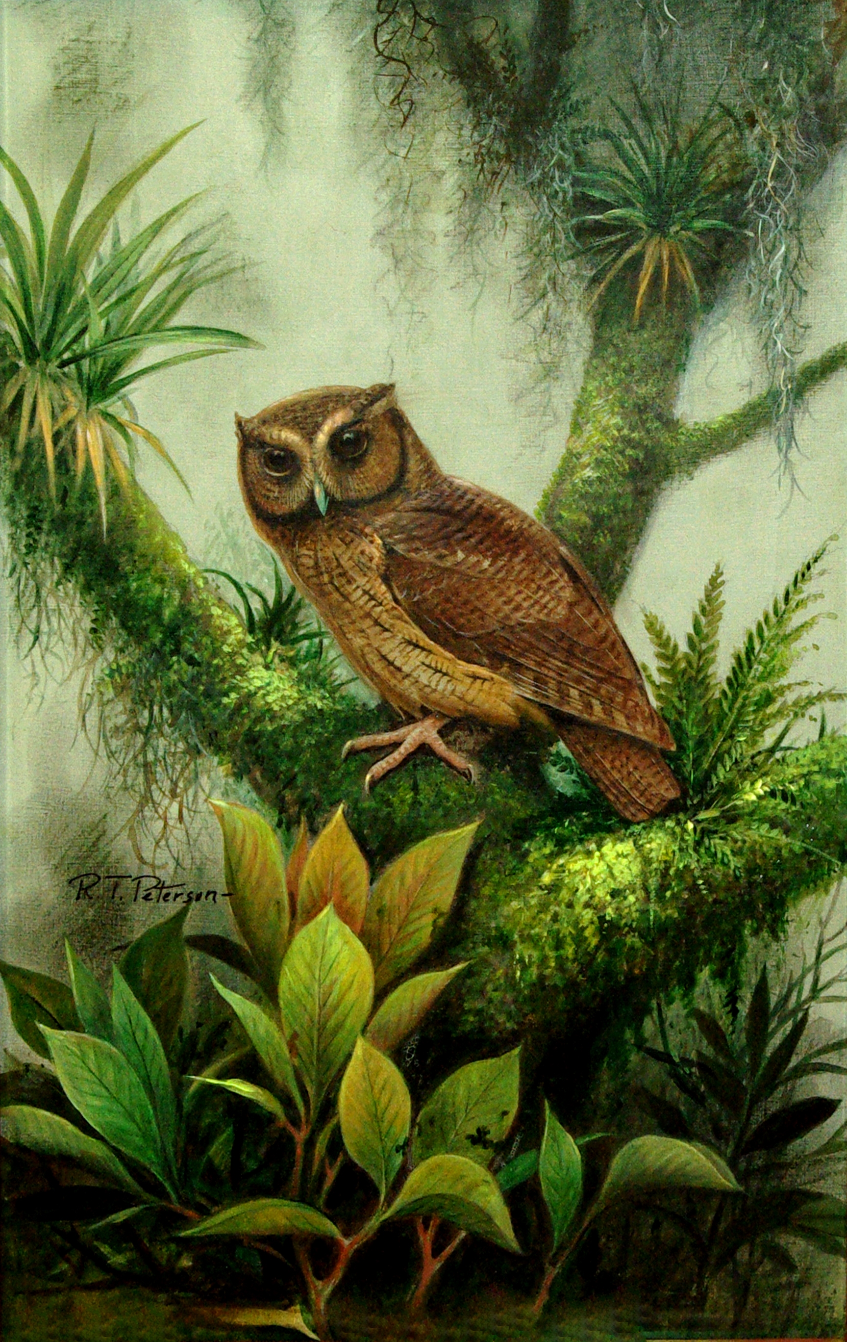 Otus Petersoni (Cinnamon Screech Owl)