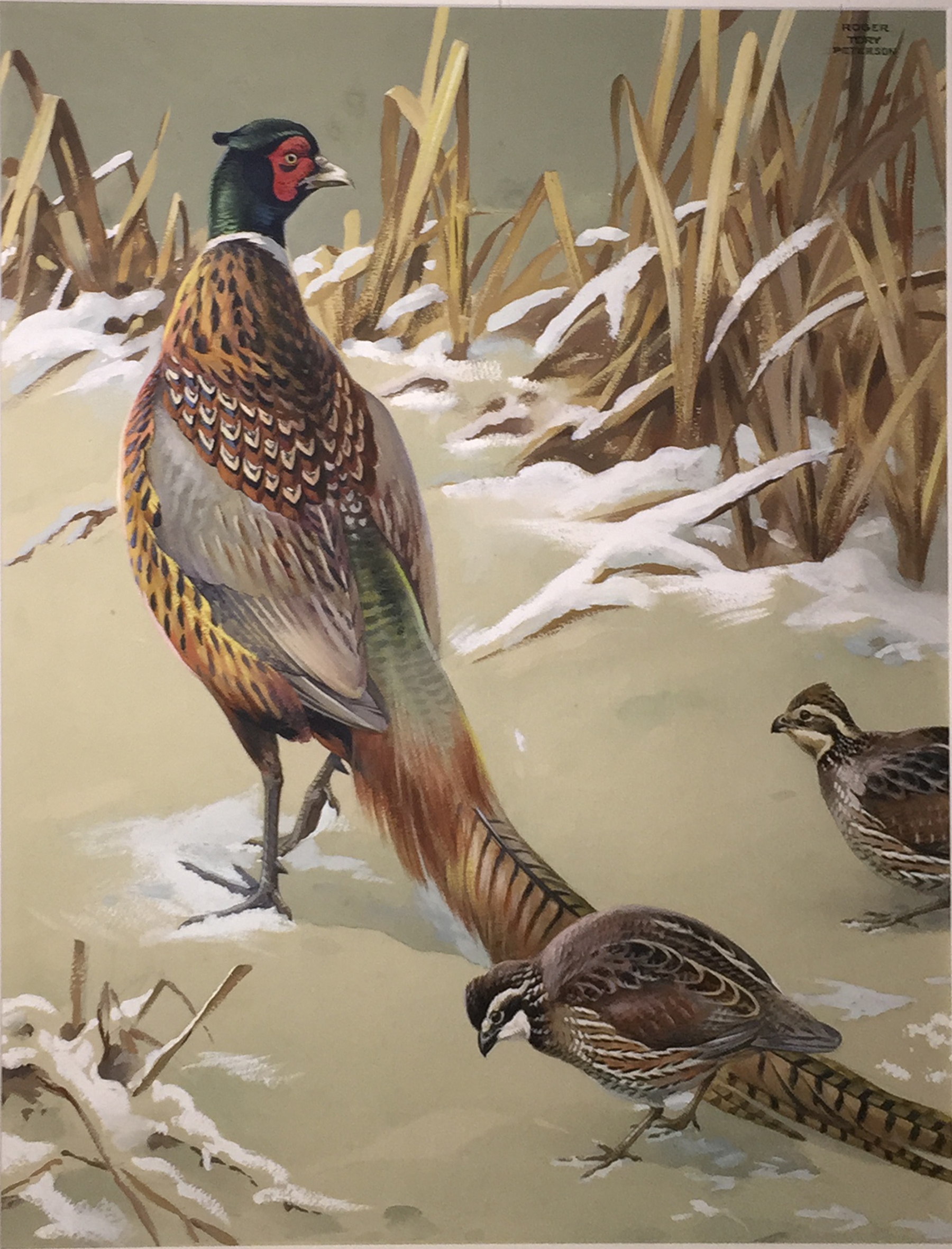 Artwork by Roger Tory Peterson, Pheasant and Quail, Made of Watercolor, gouache, pencil and ink on paperboard.