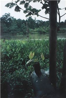 Houseplant in the jungle - Roy Villevoye