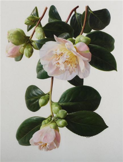 Raymond Booth | Rhododendron Maculife rum Anwheiense (1998