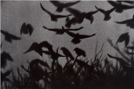 Gallery Rounds: “Del Cielo”