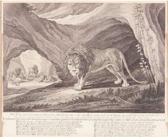 "Der Löwe erreichet sein vollkommende Stärke im 5ten oder 6ten Jahr..." by Johann Elias Ridinger