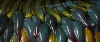 Aron Sanchez-Baranda: Sessile Board Members - Times Square Arts