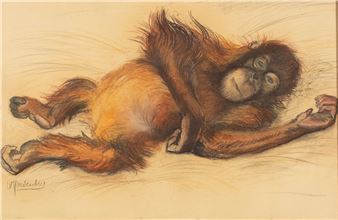 Orang-oetan - Willem Hardenberg