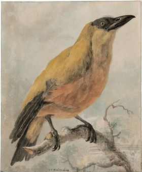 Kapuzinervogel auf einem Ast - Cornelis van Hardenbergh