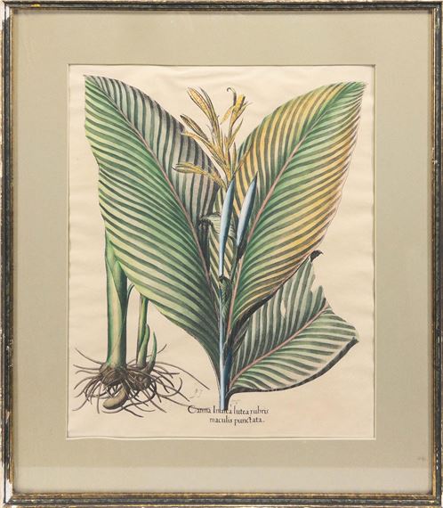Canna Indica Lutea Rubrus Maculis Punctata (Indian Shot Plant) by Basilius Besler, 17th C.