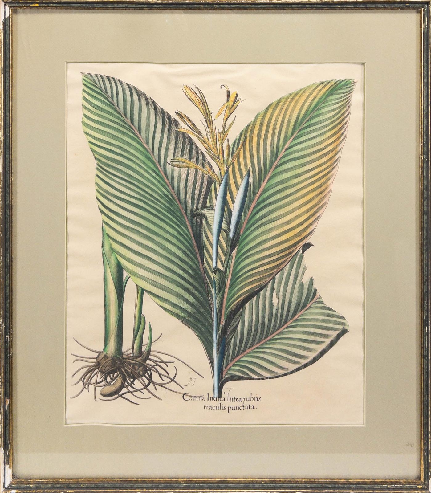 Artwork by Basilius Besler, Canna Indica Lutea Rubrus Maculis Punctata (Indian Shot Plant), Made of Hand Colored Engraving