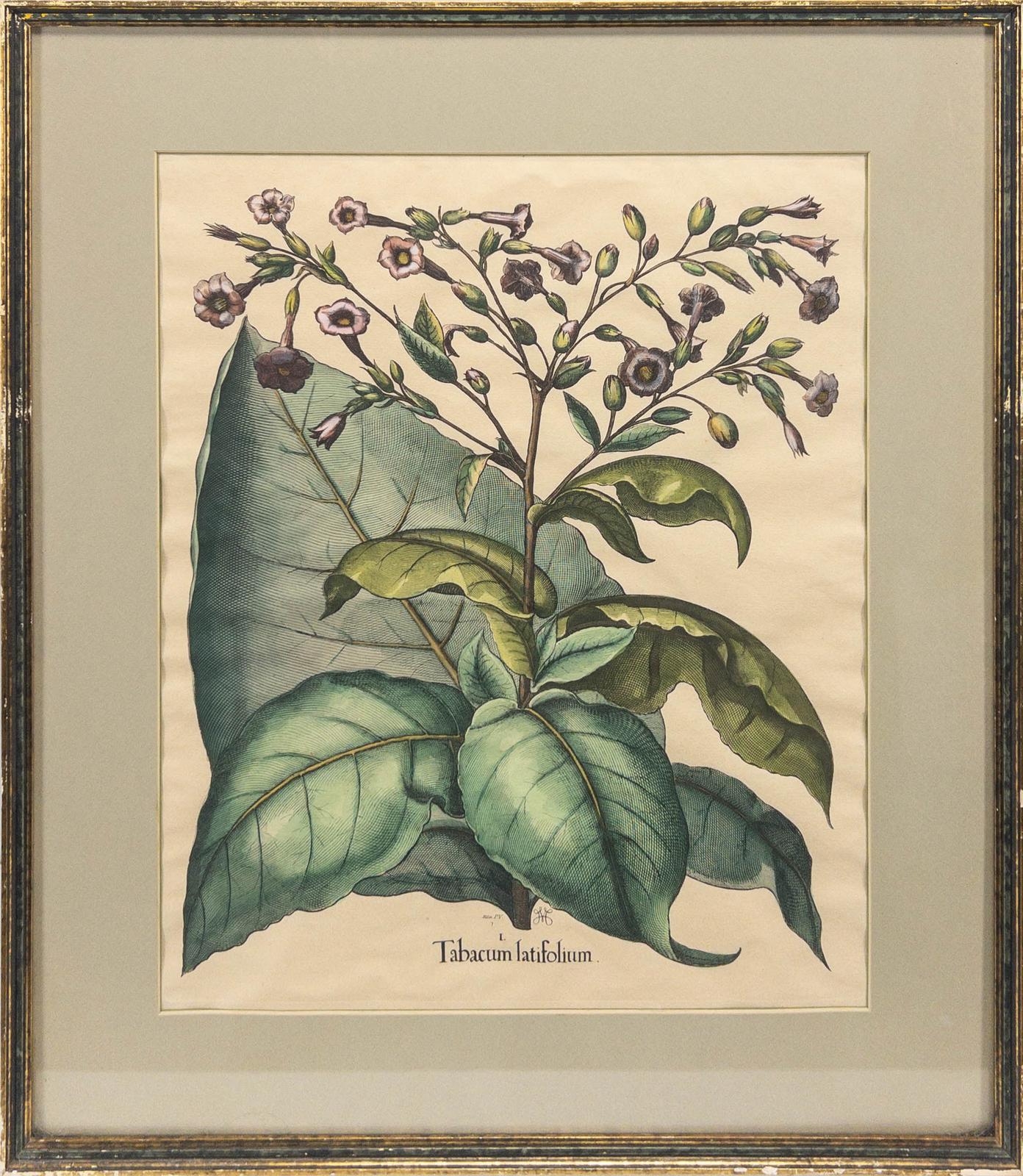 Artwork by Basilius Besler, Tobacum Latifolium, Made of Hand Colored Engraving