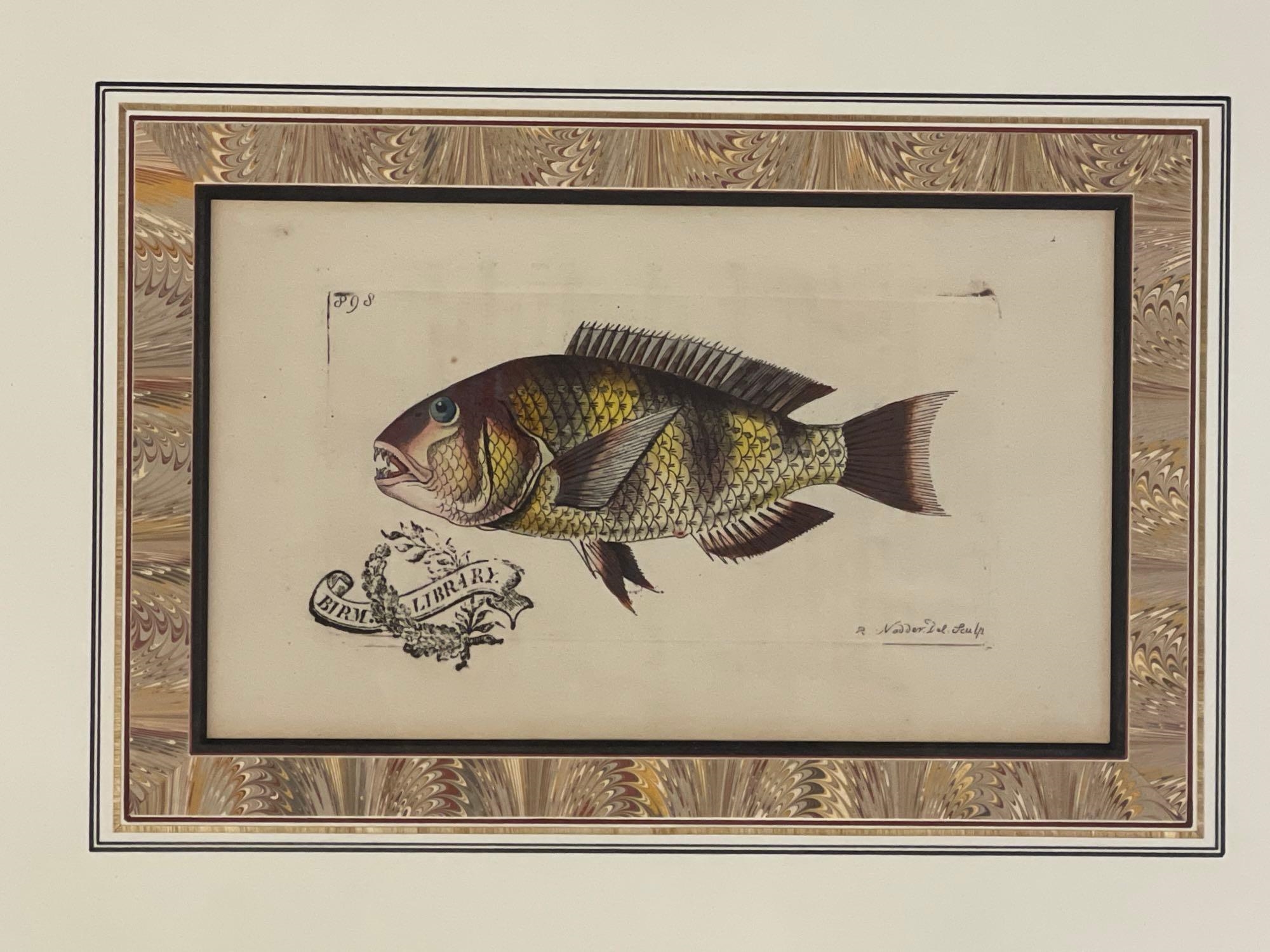 Richard Polydore Nodder | A grouping of six fish engravings | MutualArt
