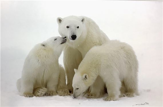 Thomas D Mangelsen  Polar Bear Photo by Thomas Mangelsen