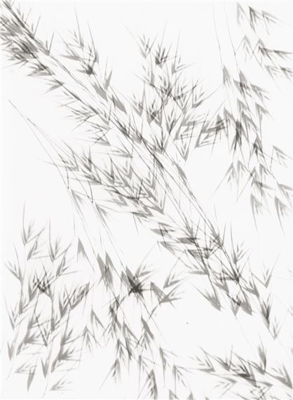Photogram of oat grass by Lou Landauer, 1942