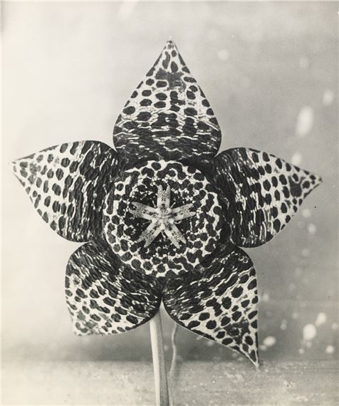 Stapelia by Lou Landauer, 1944
