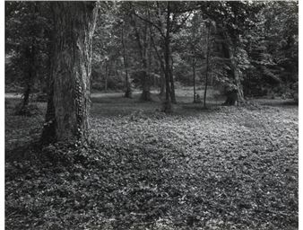 Untitled (Forrest Foliage) , 1977 - David Allison