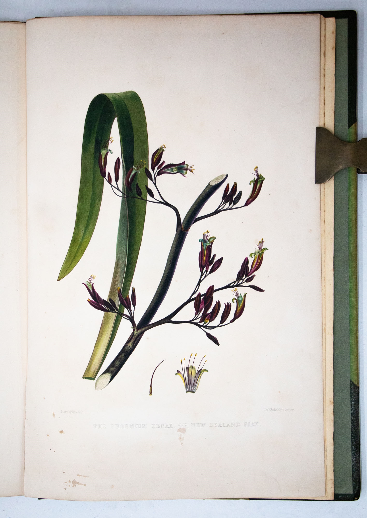 Artwork by Charles Heaphy, Illustrations to Adventure in New Zealand, Made of coloured lithographs