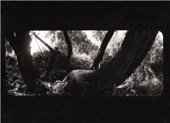 Les, 1978 - Pavol Merko