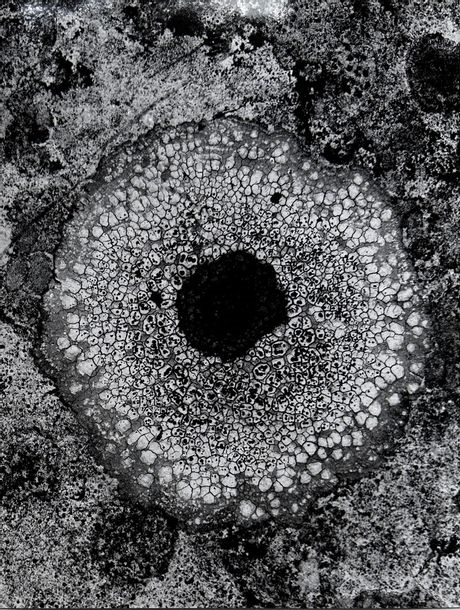 Artwork by Claude Rozier, Lichen, Made of Photograph. Vintage silver print