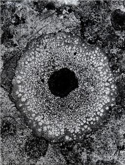 Lichen - Claude Rozier