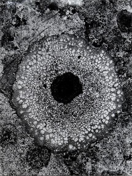 Lichen - Claude Rozier