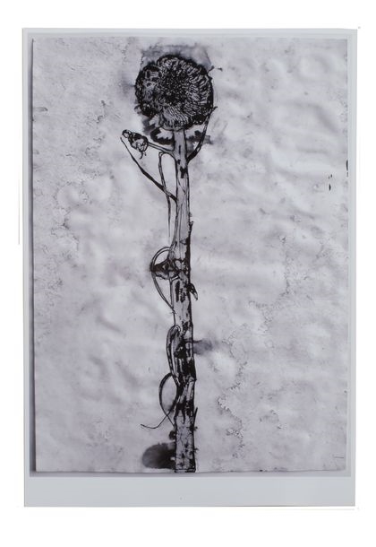 Artwork by Vincent Corpet, Cinq dessins à la plume et gouache sur papier photo, Made of gouache