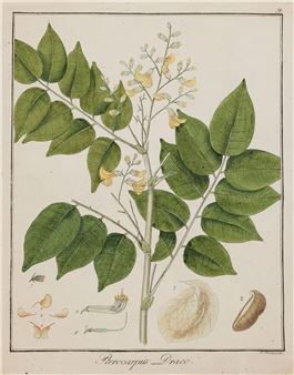 PIĘĆ TABLIC BOTANICZNYCH - Friedrich‏ Guimpel