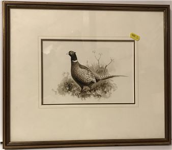 Pheasant alighting - Rodger