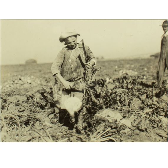 Nine-year-old Pauline Reiber Topping Beets a Dangerous and Hard Job for Such a Child, near Sterling, CO, by Lewis Hine, 1915