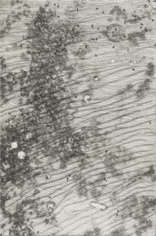 Field - Richard Penn