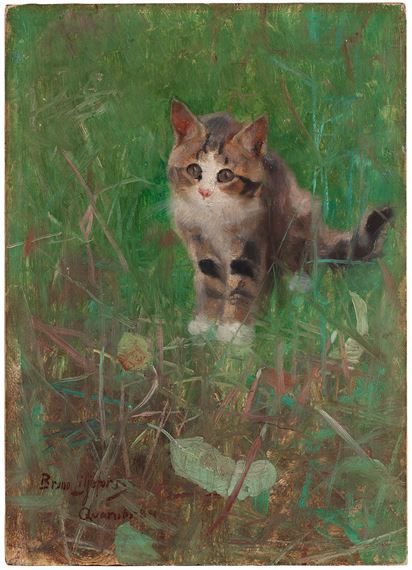 Kitten in the grass