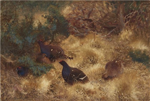 Grouse in Autumn