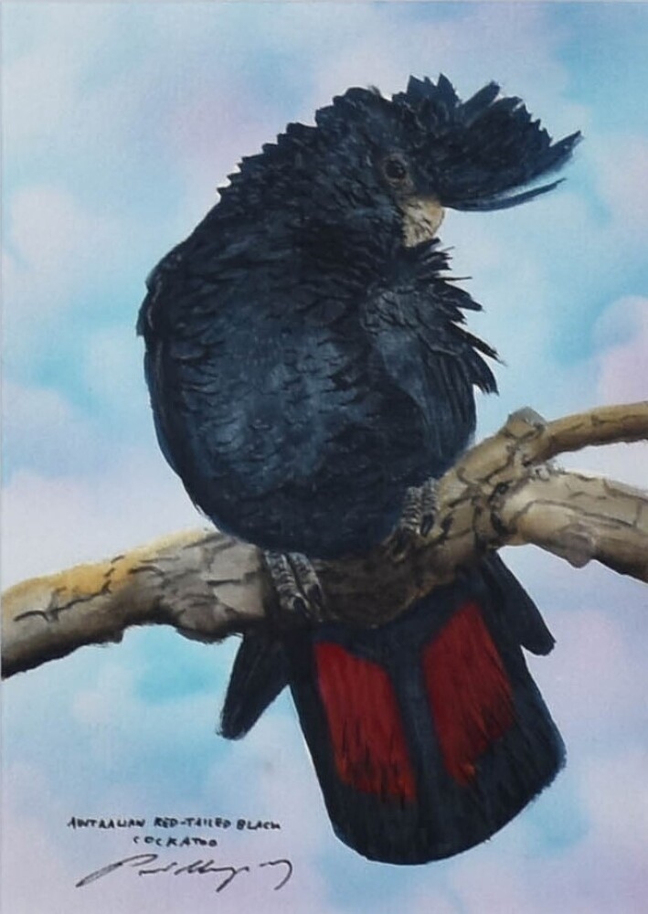 Paul Margocsy | Australian Red Tailed Black Cockatoo | MutualArt