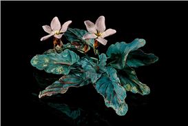 'Shota Suzuki: Eternal Garden' highly anticipated second solo exhibition now opening at Ippodo Gallery