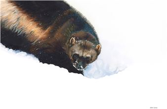 Steve Oliver: Wildlife and Nature Art - Rehoboth Art League