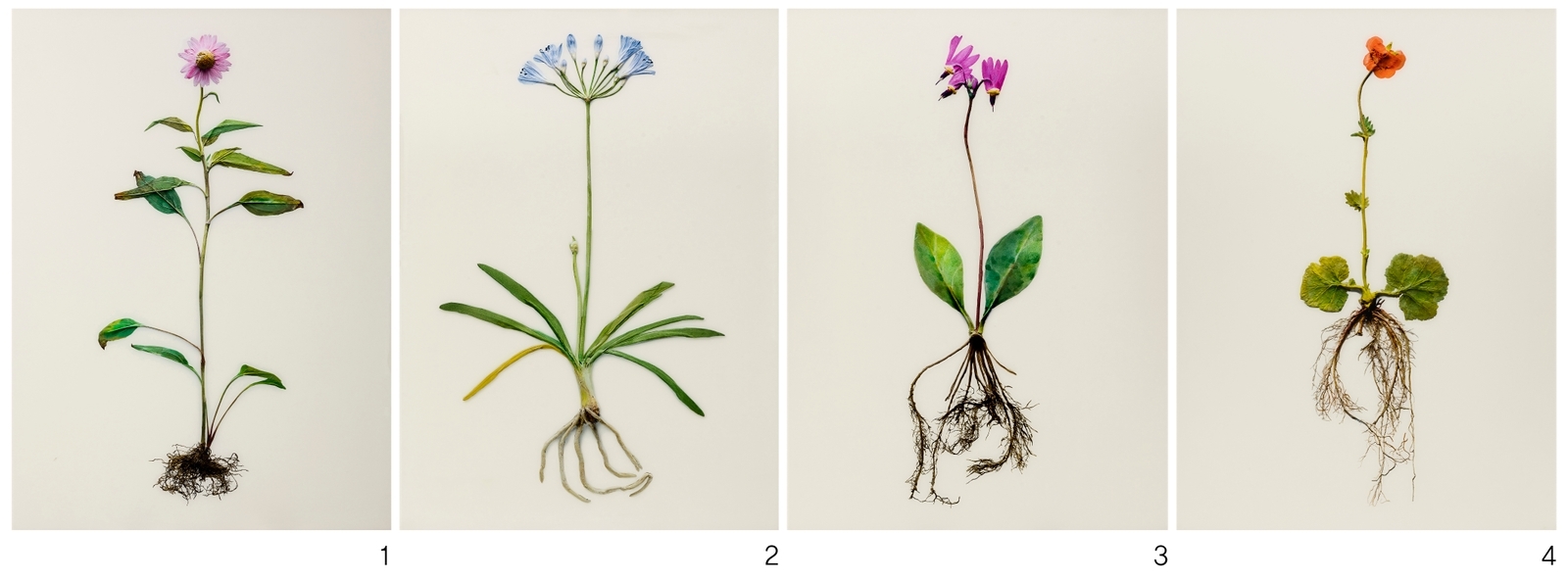 Photogenic Drawing - Echinacea, African Lily, Shooting Star, Geum 2 by Koo Sung Soo, 2011