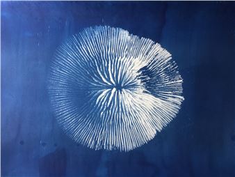 Oceana - Arielle D'Hauterives