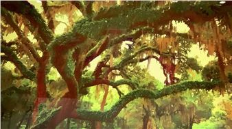 Peter Hogg  Original Mossy Tree Photograph - Peter Hogg