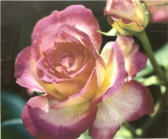 Peter Hogg  Floral Rose Photograph - Peter Hogg