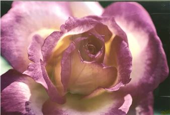 Peter Hogg  Floral Rose Photograph - Peter Hogg