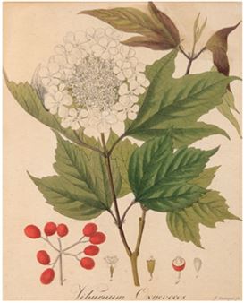 Viburnum Oxycoccos - Friedrich‏ Guimpel