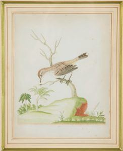 Of a Feather: Birds in Art - Telfair Museums, Jepson Center