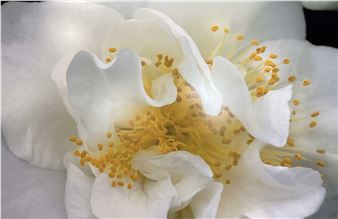 Peter Hogg  Original Photograph - Peter Hogg