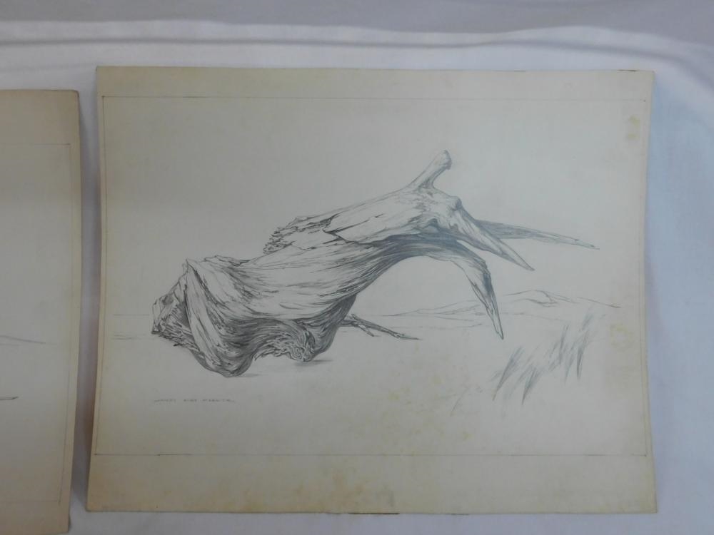 James Kirk Merrick | 7 James Kirk Merrick; Nature Drawings | MutualArt